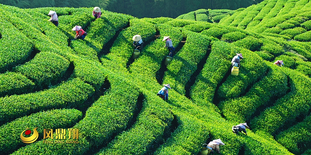 凤鼎祥茶叶茶农采茶画面_高瑞品牌